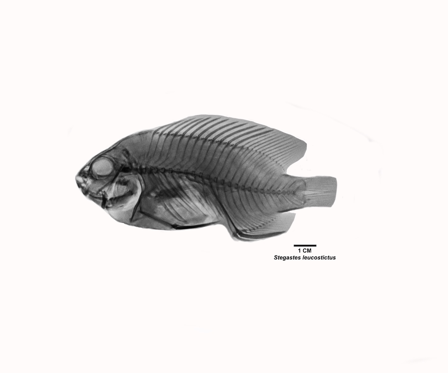 Radiografía especie